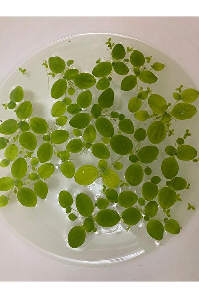 Koçlar Pistia stratiotes Su marulu Küçük Boy 2cm -3 cm ve 2-3 yapraklı 10 Adet. Akvaryum ve Havuz su üstü Bitkisi.