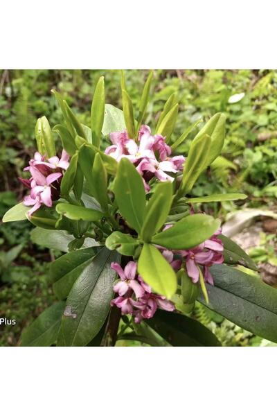 Bloom & Sow Seed Fragrant Purple Daphne Seeds, Hardy Aromatic Flower Bush for...