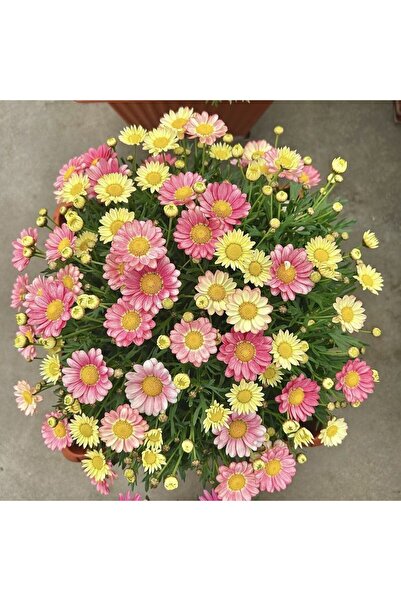 Bloom & Sow Seed بذور زهرة الأقحوان متعددة الألوان، نبات دائم ذو إزهار وفير ل...