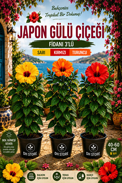 DH STORE Japon gülü fidanı 3 lü 60 80 cm Sari Turuncu Kırmızı