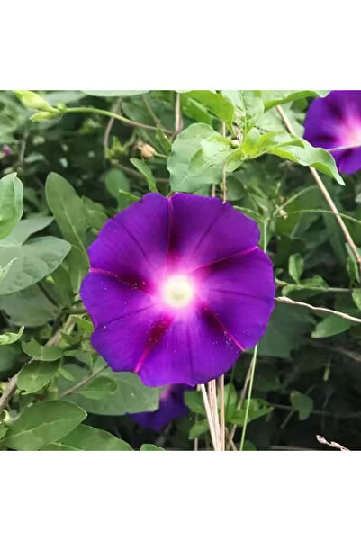 Bloom & Sow Seed Dark Purple Striped Morning Glory Vine Seeds, Fast‑Growing C...