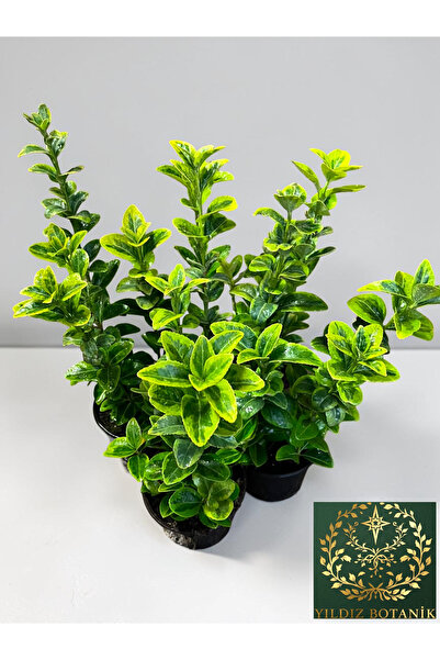 YILDIZ BOTANİK 4 Adet Altuni Gold Taflan Çit Bitkisi Sarı Taflan Fidanı 25-30...