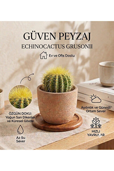 Genel Markalar Echinocactus Grusonii Kaktüs – Altın Fıçı Kaktüsü – Dekoratif ...