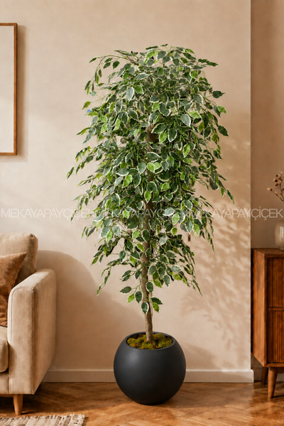 Meka Yapay Çiçek Benjamin Yapay Ağaç (Starlight) 180 Cm Küre Saksı