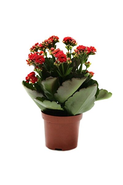 Red Kalanchoe - Kalanchoe