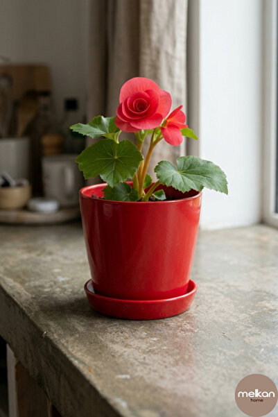 Modern Begonia Flower Pot 2.2 Liter Saucer Flower Pot – Indoor and Outdoor 16x15 cm