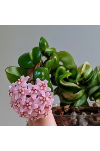 Eufloria Hoya carnosa compacta 'Mauna Loa' Ø10.5cm