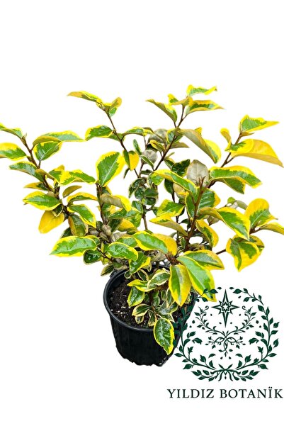 YILDIZ BOTANİK Altuni Yapraklı Süs İğdesi Fidanı Elaeagnus Ebbingei Gilt Edge 40-50 CM