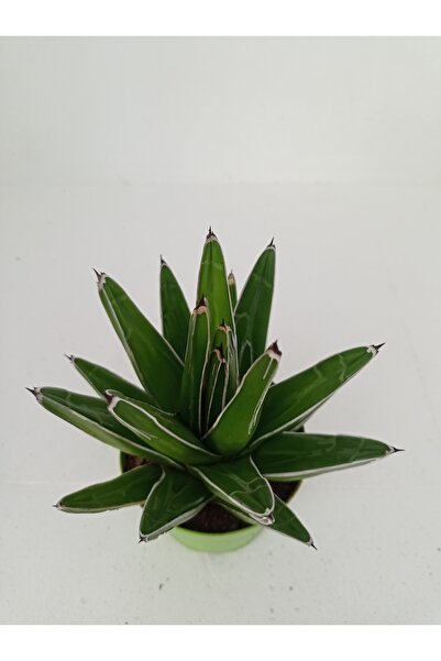 Agave Bitkisi Hakknda Her eyi Kefet!