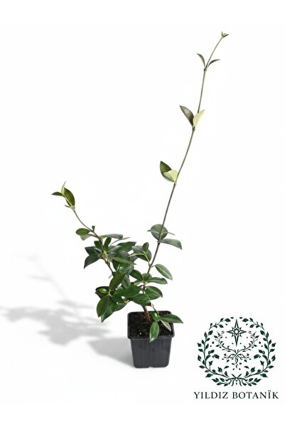YILDIZ BOTANİK Arap Yasemini Sarmaşığı Fidanı Kokulu Rhyncospermum Jasminoide...