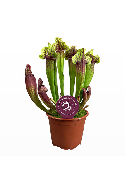 Eufloria Sarracenia x mitchelliana Ø8.5cm