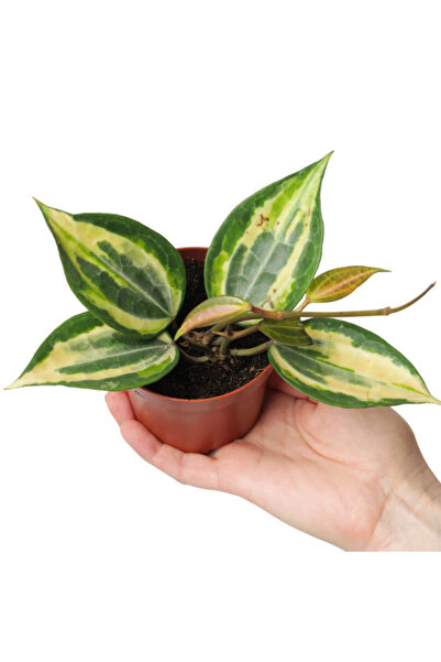 Eufloria Hoya latifolia 'Pot of Gold' Ø10.5cm