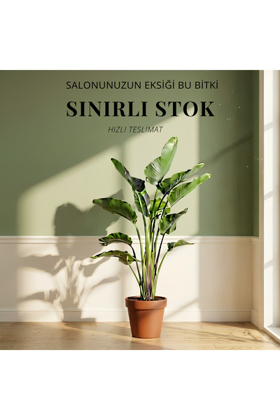Green Starliçe – Üç Köklü Büyük Boy 180–200 cm | Cennet Kuşu Çiçeği | Gösteri...