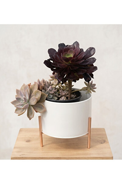 Hepsi Bitki Özel Aranjman: Aeonium Zwartkop (Siyah Gül) ve Sukulent Seti (Sak...