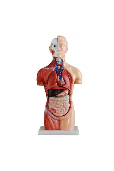 EgeAnatomi Maketleri Sexless (Cinsiyetsiz) Torso Modeli 42 cm 18 Parça