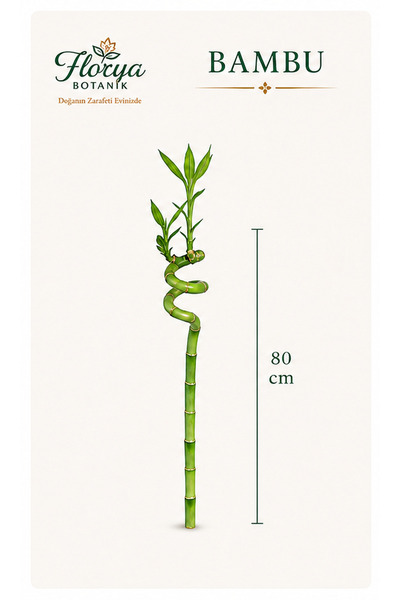 Florya Botanik Şans Bambusu - Lucky Bamboo 1 Adet Canlı Salon Bitkisi 80 cm