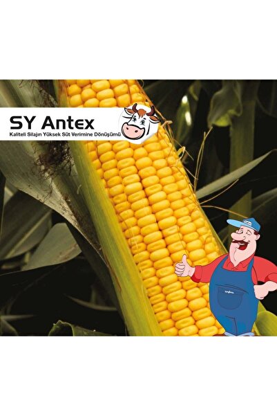 SYNGENTA SY ANTEX MISIR TOHUMU 50.000 ADET