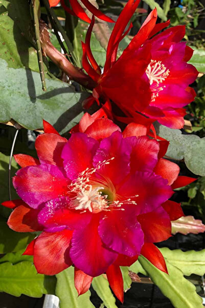 OEM Epiphyllum Red Tip, planta naturala