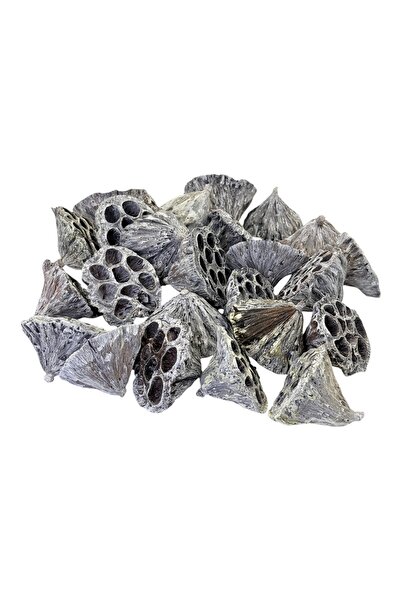AFO Set 25 Flori de Lotus Mari 8cm Natur Alb