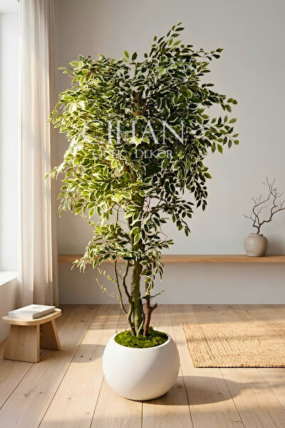Cihan Çiçekçilik Yapay Benjamin Starlight Ağacı 180 cm - Küre Saksılı