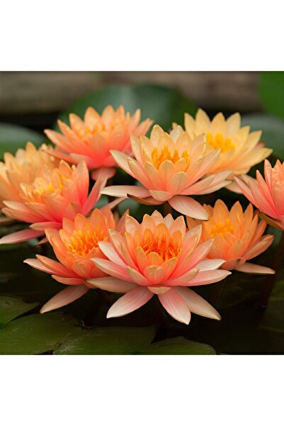 Bade Shop Nadir Turuncu Renk Lotus Çiçeği Tohumu 1 Adet Egzotik Orange Lotus