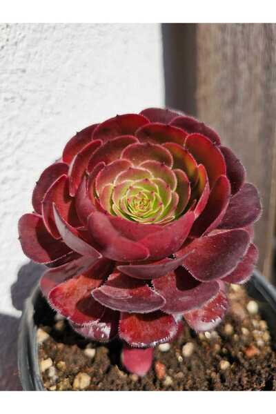 Myzumax Özel Üretim Aeonium Morticia Canlı Çiçek Aeonium MORTİCİA