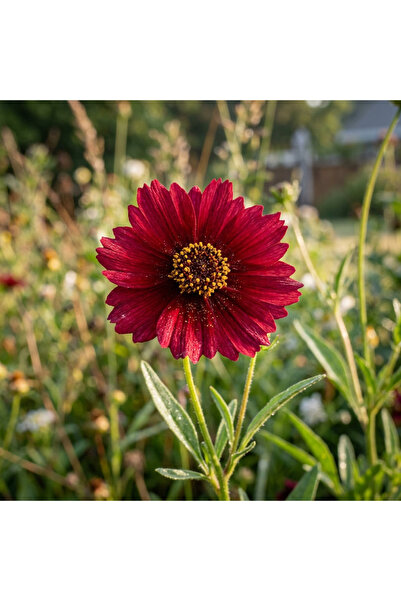 121 100 Seeds Planted - Floral Fragrance for Traditional, Vibrant, Perennial ...