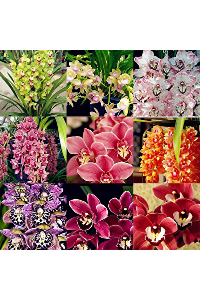 123 110Pcs / Mixed Orchid Seeds, Outdoor Flower Garden Decoration Planting, P...