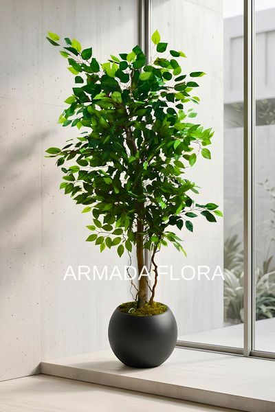 Armada Flora Premium Yapay Yeşil Benjamin Ağacı 180 cm 27*33 Küre Saksılı