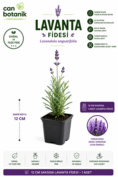 CANBOTANİK Lavanta fidesi 1 adet 30 40 cm yoğun kokulu