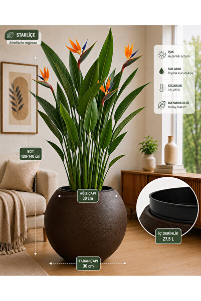 CANBOTANİK DRENAJLI KÜRE 30 Cm DEKORATİF SAKSI EKSPRESSO RENK SALON BALKON SA...