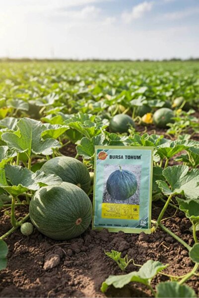 OEMS Kasab Melon Seeds: Summer sweetness in your hands