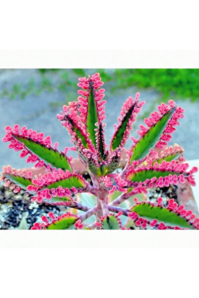 123 100 Red Red Butterfly Seeds Rare Meaty Seeds Cold-Resistant and Suitable ...