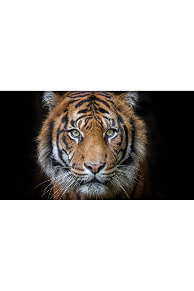 Persona Tablou canvas 100 x 70 cm, Animale model 497