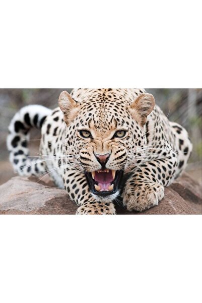Persona Tablou canvas 100 x 70 cm, Animale model 562