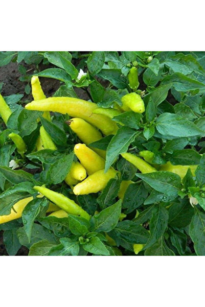 123 Sweet Pepper Banana Seeds 100 Seeds Medium and Crisp High Yield Easy to G...