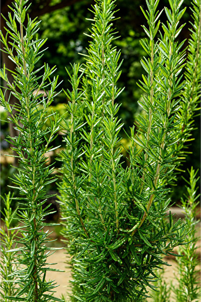 Vasada Biberiye Fidesi Rosmarinus Officinalis Saksılı 40-50 cm