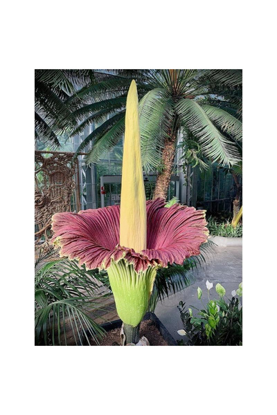 123 158Pcs Flower Seeds Indoor Flower Planting Garden