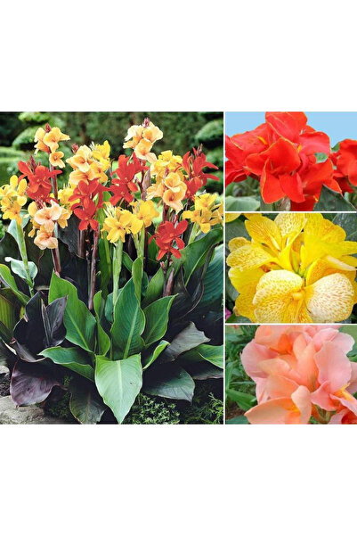 123 Lily Flower Seeds Mix - Beautiful Versatile Bonsai Plant for Home Garden ...