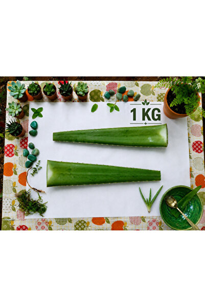 Alovia 1 kg Doğal alovera Yaprağı Taze Hasat Aloe Vera Yaprağı 3 Yaş Aloe Bar...