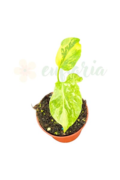 Eufloria Monstera deliciosa 'Electro Light' Ø7cm