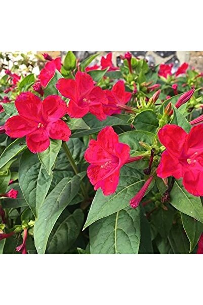 Bloom & Sow Seed 100 بذور زهرة فور أوكلوك الحمراء (ميرابيليس جالابا) - زهور ح...