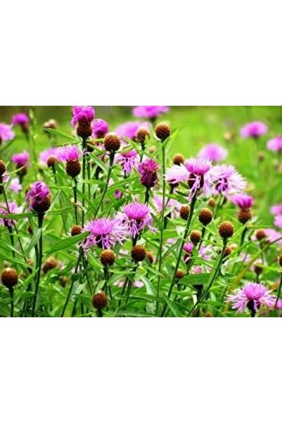 Bloom & Sow Seed بذور