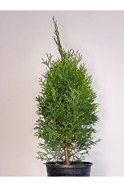 Generic Thuja Smaragd +60 cm ghiveci 3l