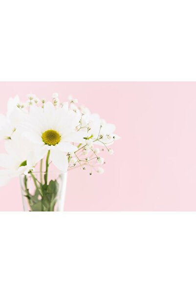 Bloom & Sow Seed بذور زهرة الأقحوان البيضاء النقية والجبسوفيليا، سهلة الزراعة...