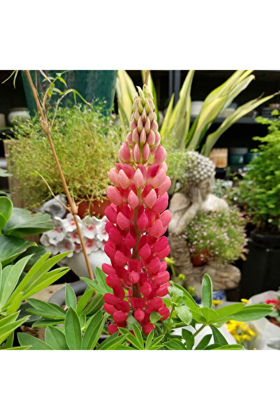 Bloom & Sow Seed Deep Pink Lupine Seeds & Plants, Upright Raceme Blooms for G...