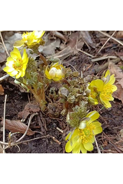 Bloom & Sow Seed Winter Aconite Adonis Seeds, Hardy Perennial for Woodland Ga...