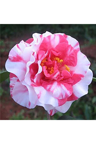 Bloom & Sow Seed Bicolor Red White Streaked Double Camellia Seeds, Evergreen ...