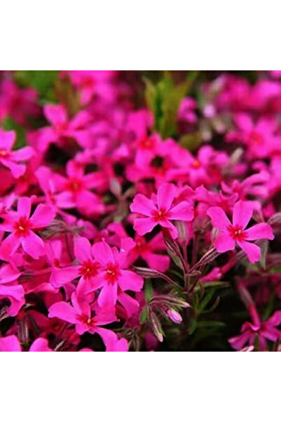 Bloom & Sow Seed Bright Magenta Moss Phlox Seeds, Hardy Perennial Ground Cove...