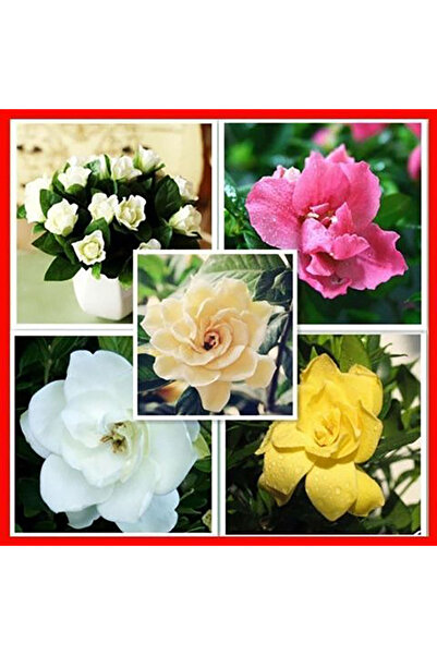 Bloom & Sow Seed Multicolor Gardenia Jasminoides Seeds, Strong Fragrance Orna...
